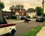 Bears In Butler: Game Commission Official Tells Residents To ‘Bear-Proof’ Their Homes