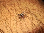 Asian Tick Found In Pa.