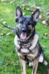 City K-9 Officer Passes Away