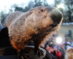 Celebrate Groundhog Day At Moraine