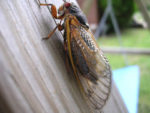 Cicadas Set To Swarm Western Pa. This Spring